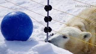 Polar Bear twin cubs~電柵にひっかかったボールが気になるポロロとマルル