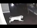 This Dog Stared at the Wall For a Couple Days, Then His Owner Installed a Hidden Camera