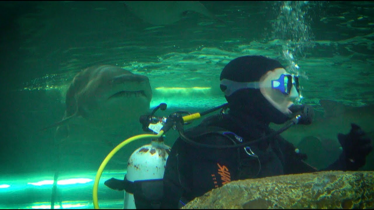 Patrick Ziegler faces his fears at SEA LIFE Sydney, Shark Dive Xtreme