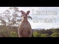 Lemme Smash - Kangaroo Edition