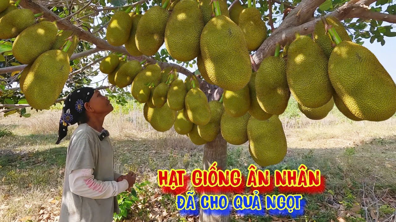 QUẢ NGỌT từ hạt giống của ÂN NHÂN, vượt khó thoát nghèo - tập 1334