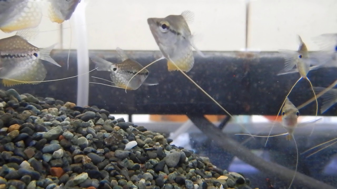 パール グラミー パールグラミーの飼育方法や販売価格 混泳について解説 パール グラミー パールグラミーの飼育方法や販売価格 混泳について解説