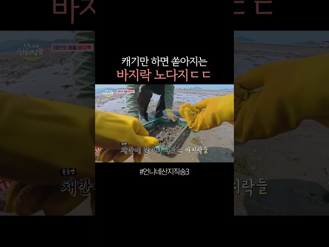 태안 바지락 클라스 ㄷㄷ #언니네산지직송3