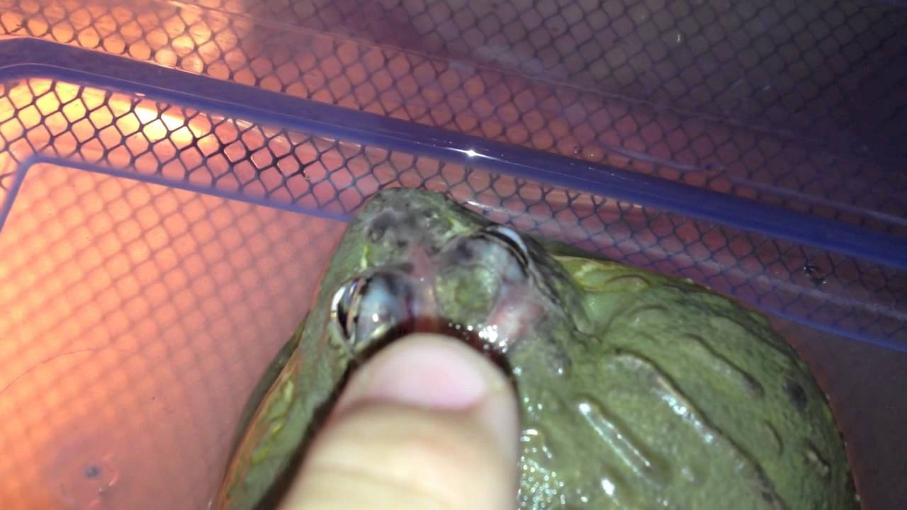Pyxie Frog Update (Female) - YouTube