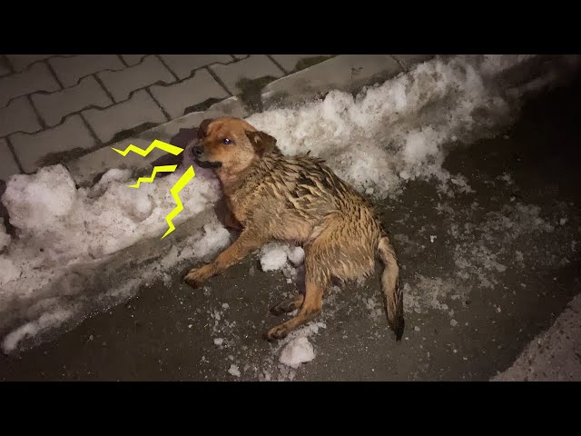 At The Midnight, He Sobbed, Begging for Mercy From Passersby - YouTube