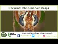 Nocturnal Ichneumonoid Wasps UK