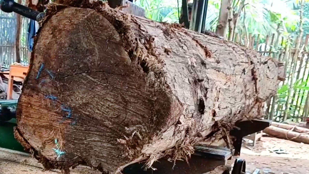 The process of sawing teak logs into super long beams at the sawmill ...