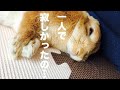 留守番させたら甘えん坊になったうさぎ #Rabbit of spoiled 312
