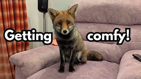 This Urban Fox Wants to Be a Housecat