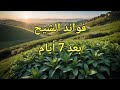 فوائد الشيح بعد 7 أيام 