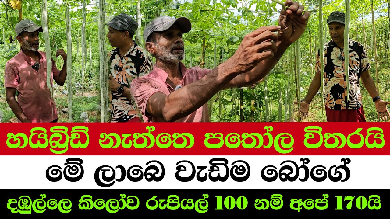 🥒🌿💰🇱🇰This Is the Only Vegetable That’s Not Hybrid |🌾Farmers Are Earning Millions from This Crop