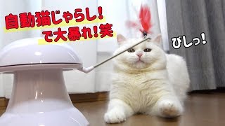 【事件発生！】自動猫じゃらしに興奮しすぎて暴走する猫！