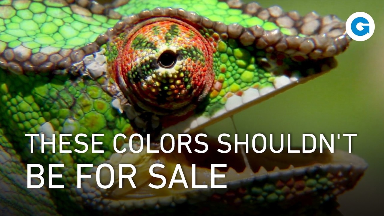 Madagascar: Land of the Chameleons