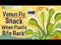 Venus Fly Trap Characteristics and Behavior