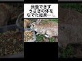 我慢できず、うさぎの体をなでた結果…