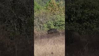 Wild boar hunting #okaysahin #wildboarhunt  #hugluveyron