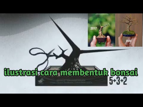 ILUSTRASI TAHAP MEMBENTUK BONSAI