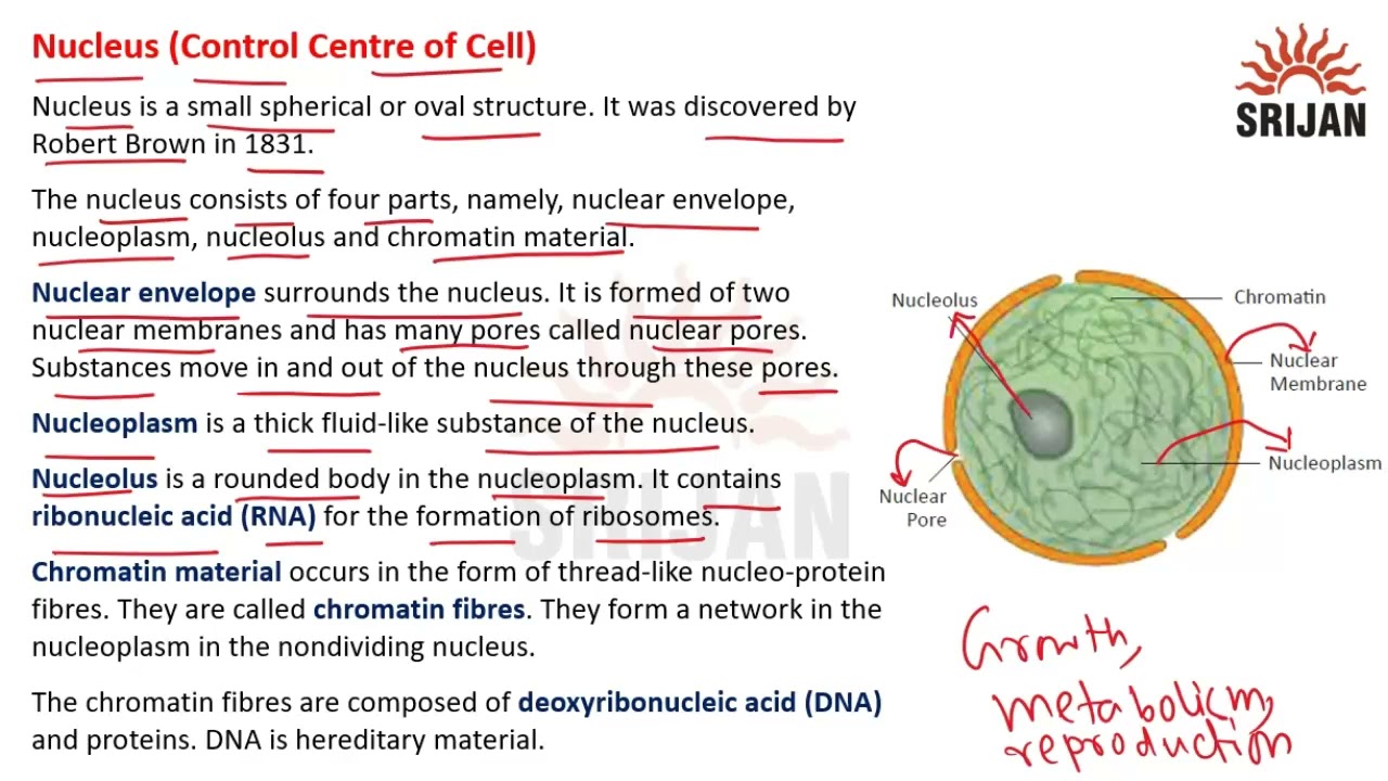 Nucleus Basic Nucleus Centre Of Science