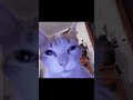 Who Needs Friends When You Can Have-  #vtuber #foryou #fyp #clips #funny