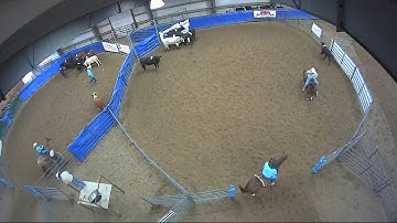 Big Sky Ranch Sorting Saddle Series Finals - Open HC - Round #1 - Ride #16