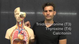 Thyroid, Parathyroids, & Thymus