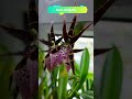 Most virágzó orchideák 1 percben | #shorts #orchidea #ketvilagkozt