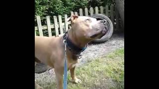 8year old american staffordshire-terrier zany chilling in the backyard 😊