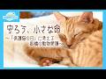 【守ろう小さな命~保護猫の日に考える船橋の動物愛護~】【ミツバチとともに自然環境を支える~市内の養蜂家に密着!~】ふなばしCITYNEWS令和8年5月15日放送