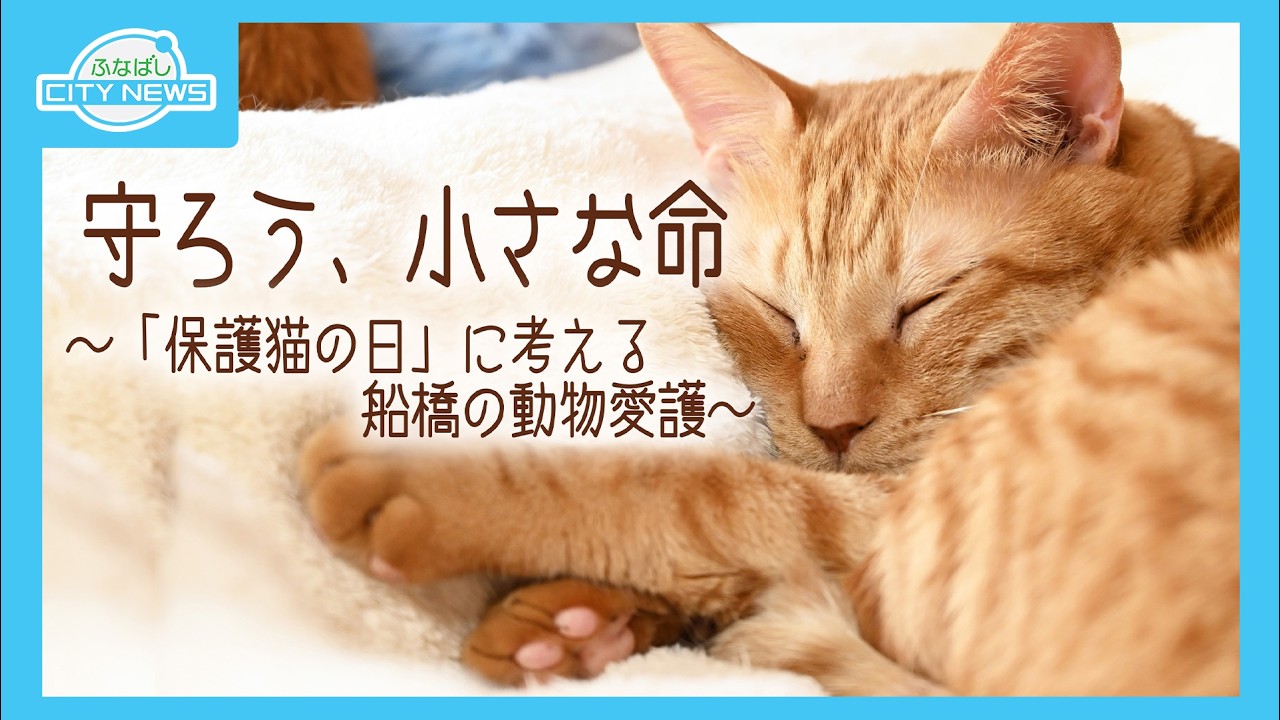 【守ろう小さな命~保護猫の日に考える船橋の動物愛護~】【ミツバチとともに自然環境を支える~市内の養蜂家に密着!~】ふなばしCITYNEWS令和8年5月15日放送