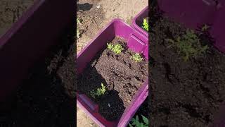 miracle grow potting mix vs expert gardener potting mix on tote garden tomatoes & strawberries