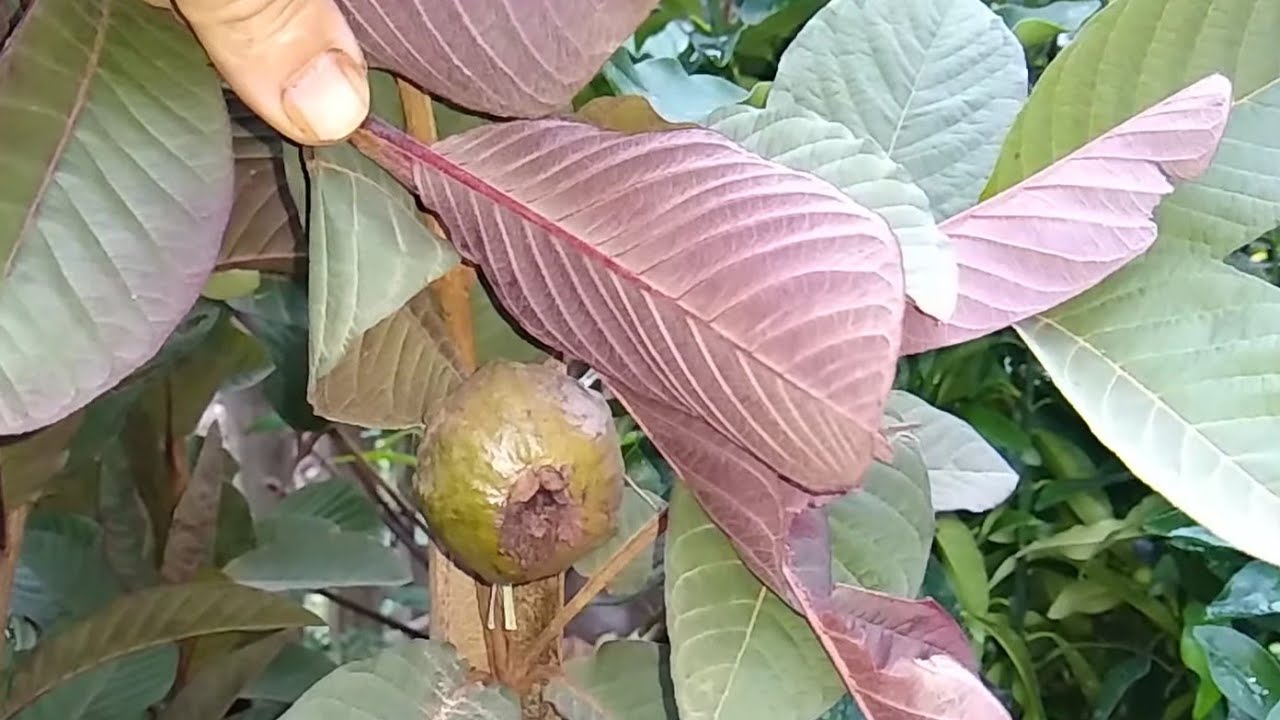 frutífera produzindo em vaso goiaba roxa tailandesa cúrcuma romã mini ...