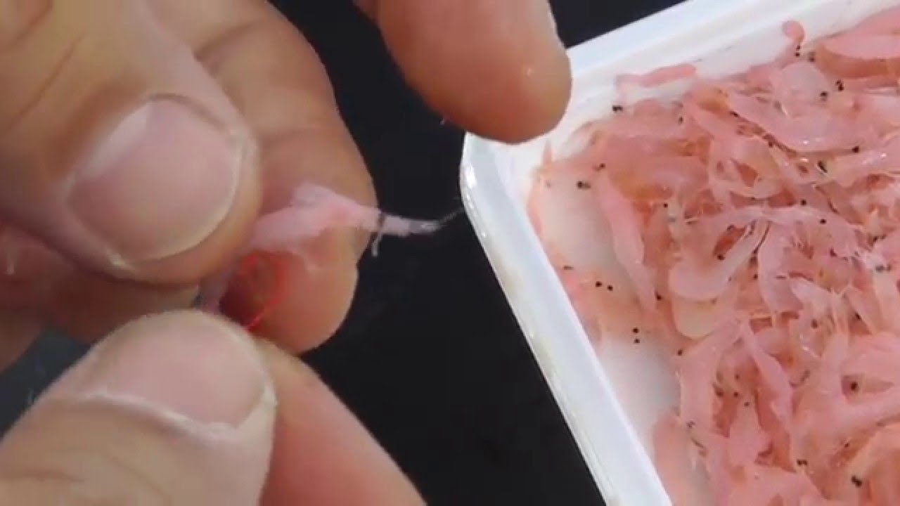 サヨリ釣り アミエビを針に刺して遠投する方法説明 海釣り初級編 和歌山釣太郎 Youtube