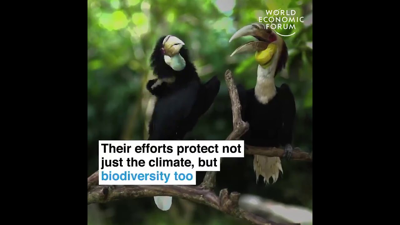 This organisation is saving one of the largest swampland in Indonesia