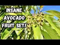 Insane avocado fruit set on my multi grafted avocado tree