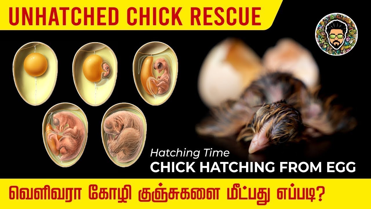 Unhatched Chick Rescue in Tamil | Chick Hatching from Egg | Clear Explanation | Beardwin Tamil #Egg