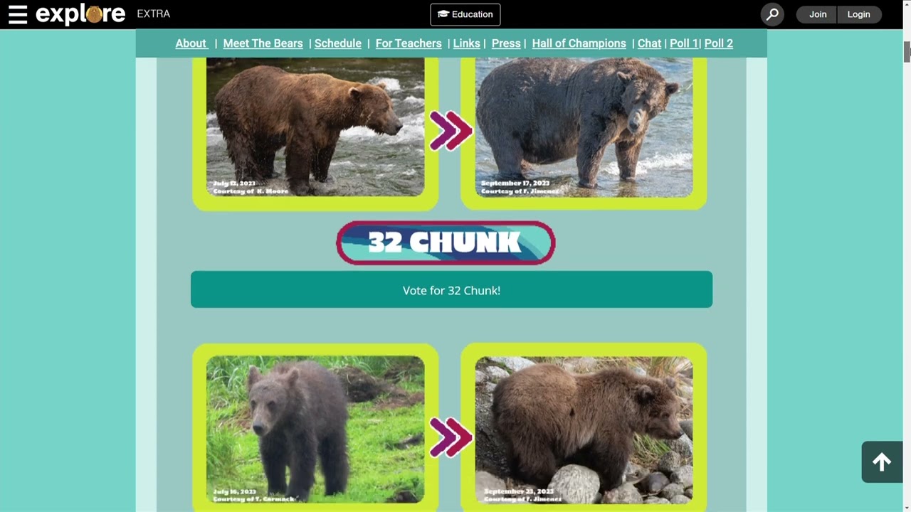 15 Bear Idioms to Celebrate Fat Bear Week 2022 — LinguaLinkDC