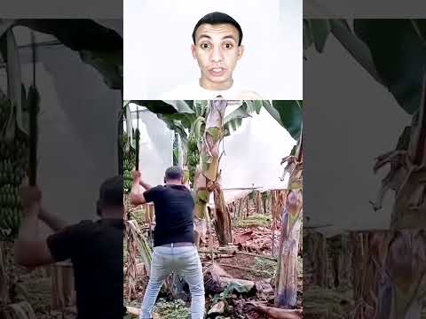بعد أخذ الثمرة يتم قطع الشجرة نهائيا بعدها