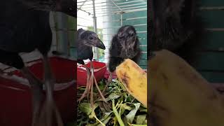 #relax #pets #dongvat #animals chim trích cồ nuôi từ bé