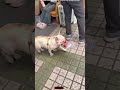 Ye Dog To Insaano Se Bhi Zyada Smart Nikla 😂🐶 | Funny Dog Moments
