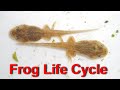 Life Cycle Of A Frog - From Egg/Tadpole to Frog (40 Days)