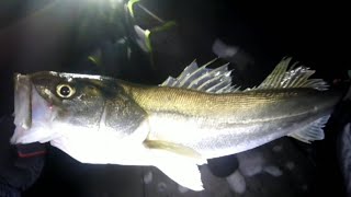 敦賀三方町シーバスナイトゲーム釣り