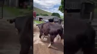 @Uber  Farmer Style #Youtubeshorts #Farming #Food #Cattle