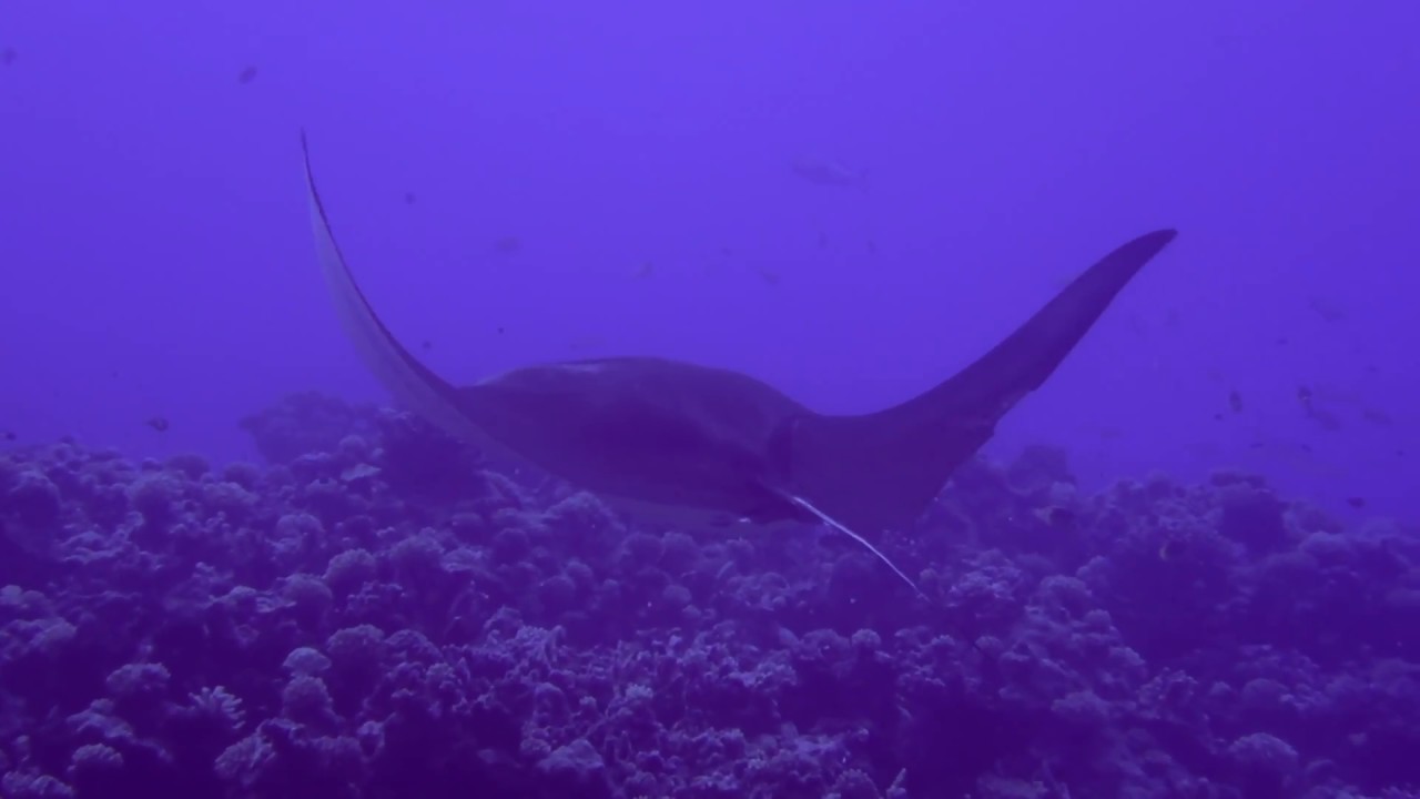 Diving in French Polynesia: Rangiroa 2017