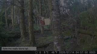 July 2026 Port Bannatyne red squirrels at feeder