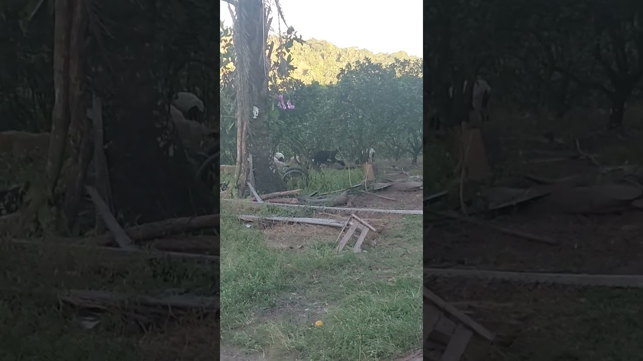 tardeee🤠 #vidanaroça