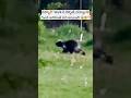 వమ్మో😱దయ్యం అనుకున్నా❗#trending #ytshorts #shorts #shortsfeed #india #canada