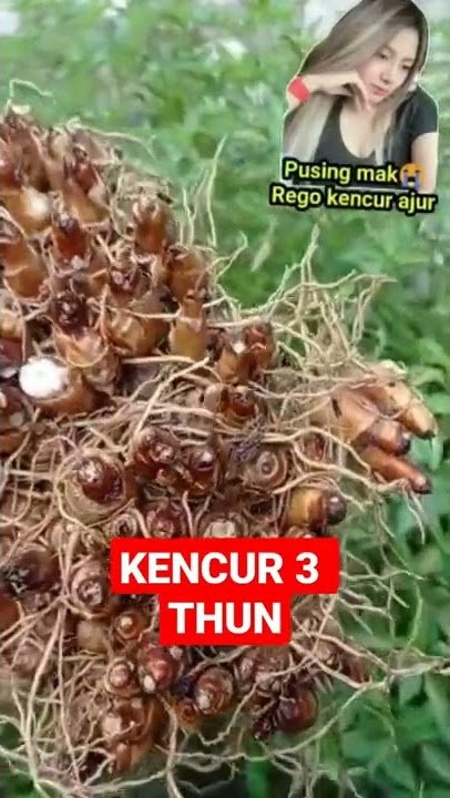 KENCUR UMUR 3 TAHUN  HASIL YANG MELIMPAH TETAPI HARGA JUAL HANCUR#shorts#kencur