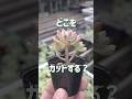 【秋ならカットでもりもり増えます】