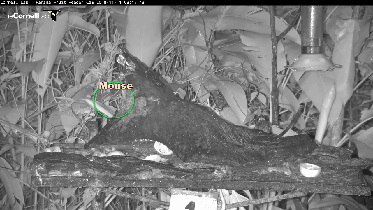 Video_20181111_031800 Bats drink from Hummingbird feeder YouTube