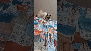 🐈‍⬛‼️часть2‼️хулиганим‼️чтобы заснуть‼️